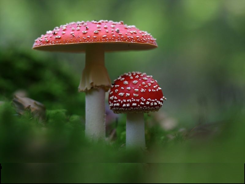 Peuters in het Wild : Op een grote paddenstoel